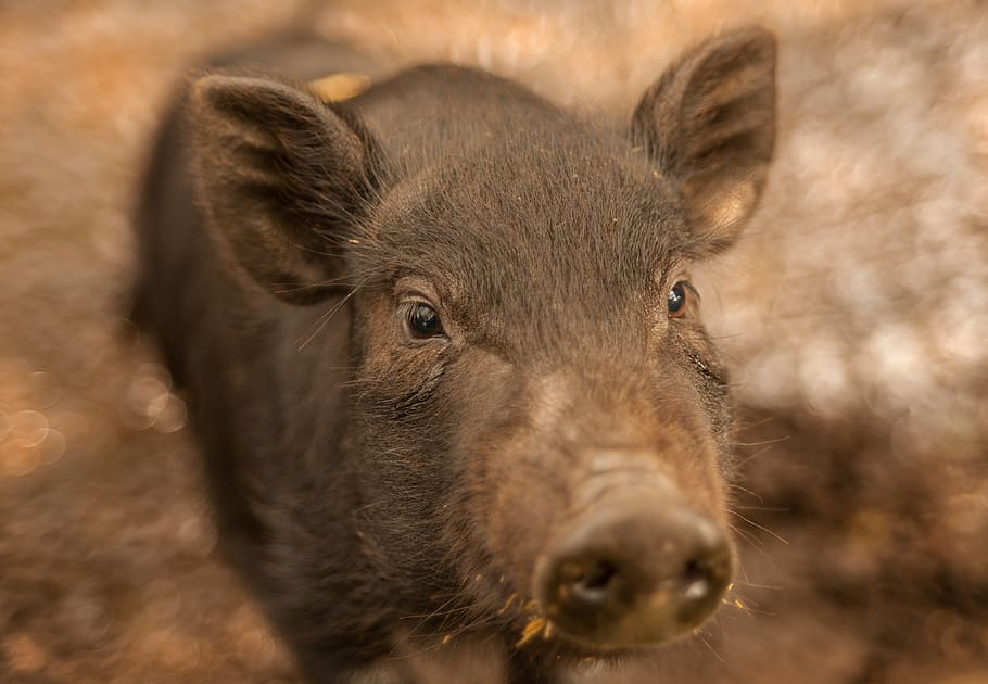 brown piglet, mammal, animal, hog, boar, animals, nature, funny HD wallpaper