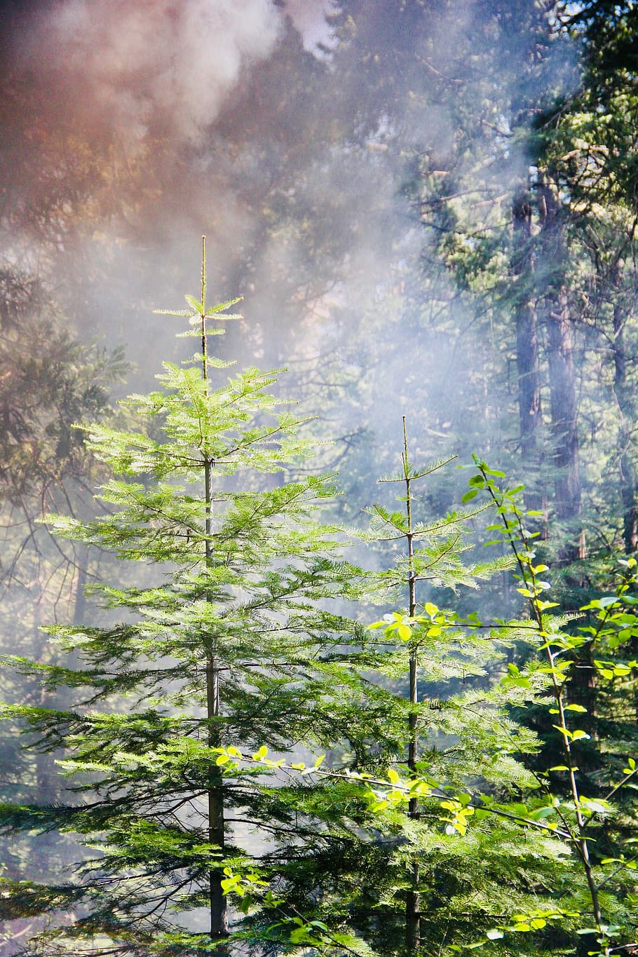 yosemite, nature, smoke, fire, disaster, flammable, haze, plant HD wallpaper