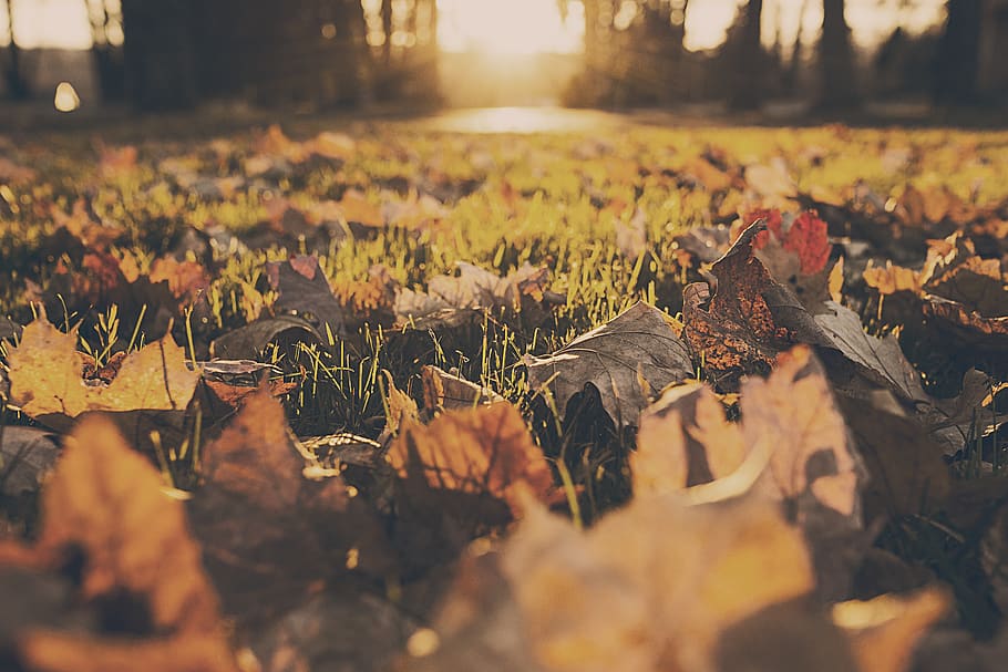 Brown Maple Leaves Focus Photography, foliage, forest, leafs HD wallpaper