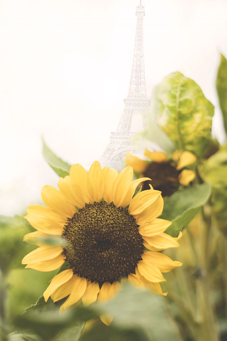 paris, eiffel tower, flower, flowering plant, built structure HD wallpaper