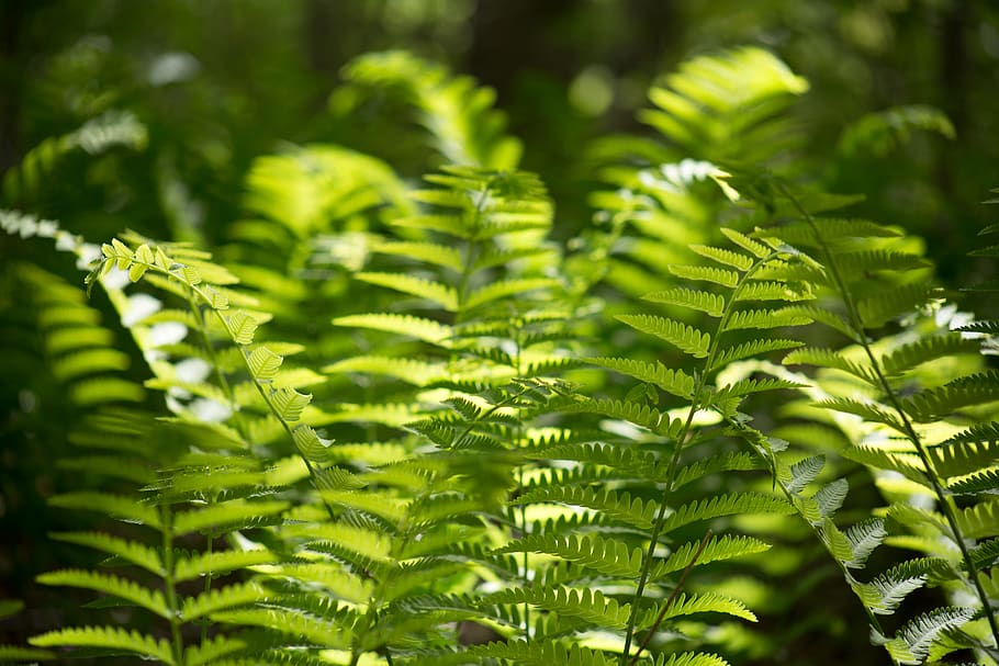 Green Leaf Plants during Daytime, close-up, nature, green color HD wallpaper