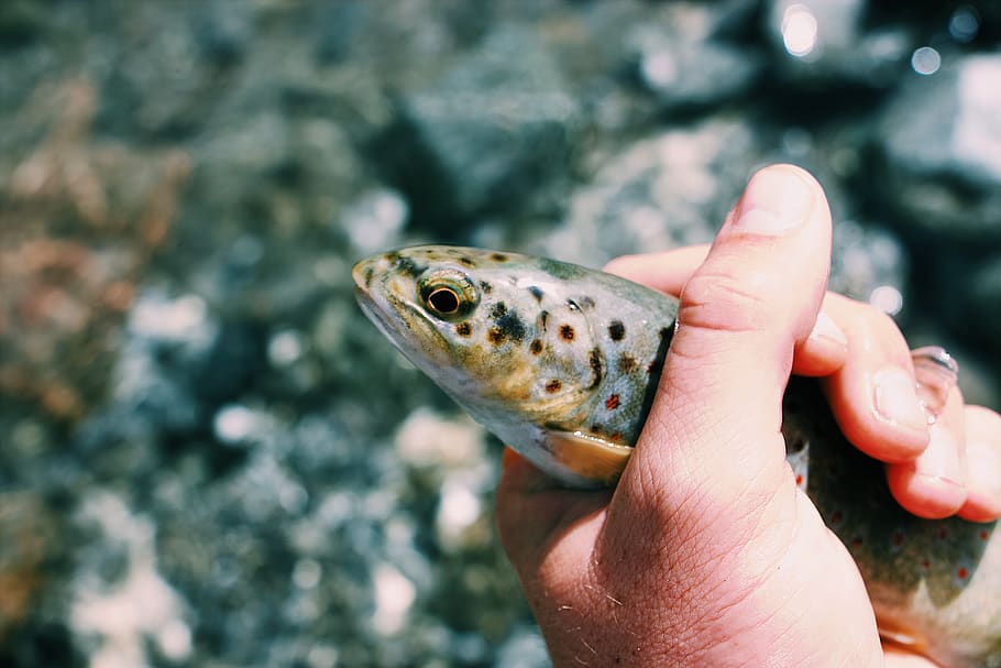 brown fish, animal, trout, human, person, parc national des ecrins HD wallpaper