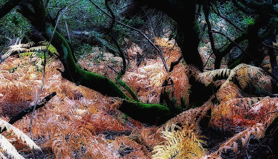tree, forest, fern, plant, growth, tranquility, nature, land HD wallpaper
