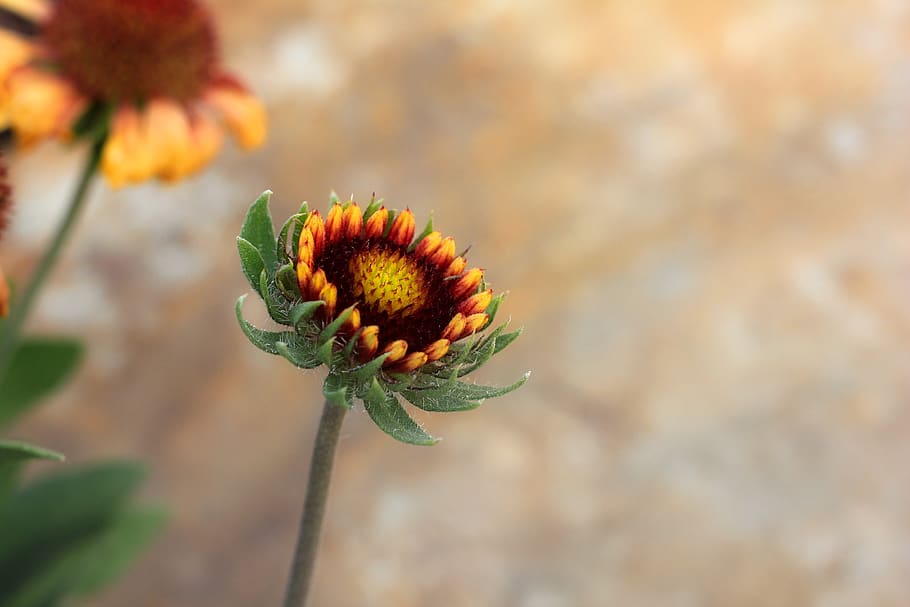 flower, bud, bloom, summer, yellow, orange, red, flora, colorful HD wallpaper