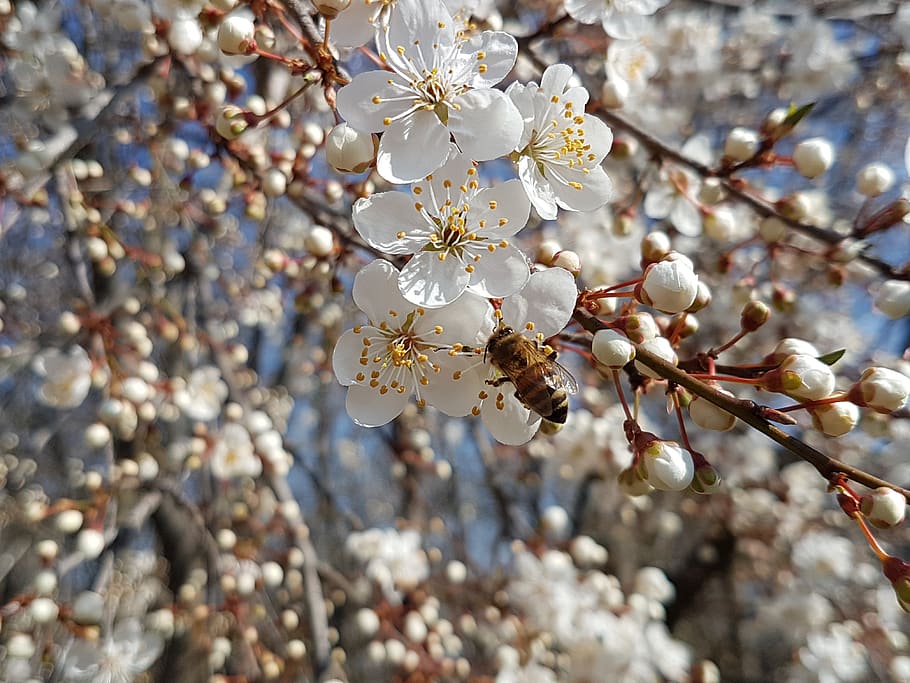 spring, bee, blossom, bloom, vistula, flower, fragility, flowering plant HD wallpaper