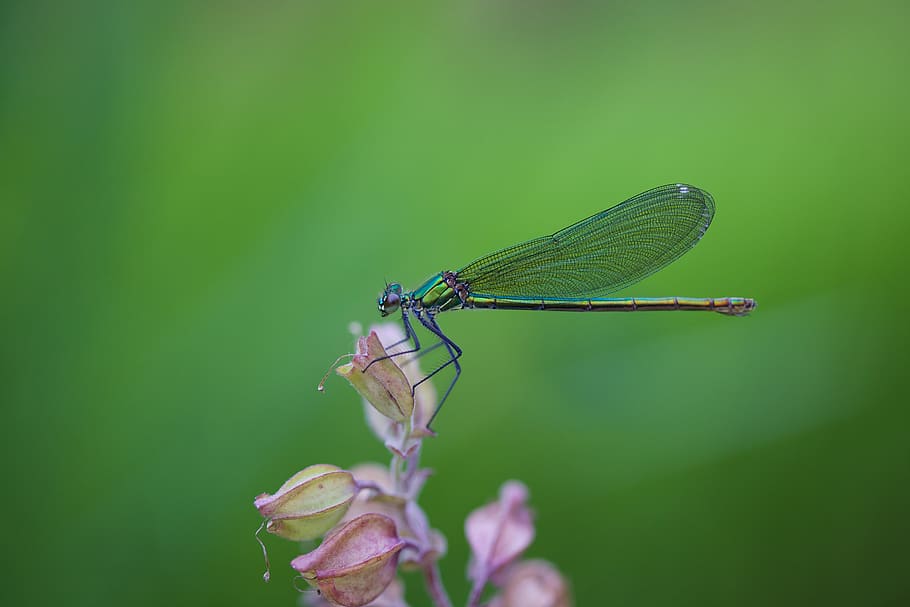 dragonfly, macro, insect, wing, close up, summer, animal world HD wallpaper