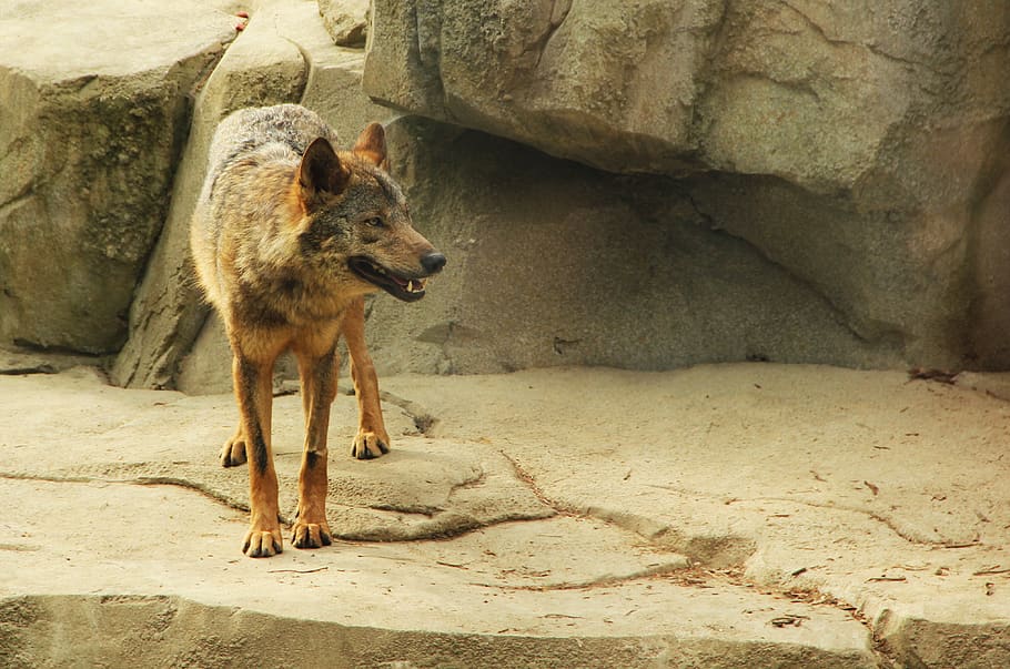 fangs, wolf, wild, nature, one animal, animal themes, mammal HD wallpaper