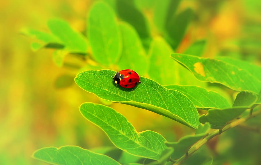 septempunctata, insect, the beetles, animals, nature, at the court of HD wallpaper