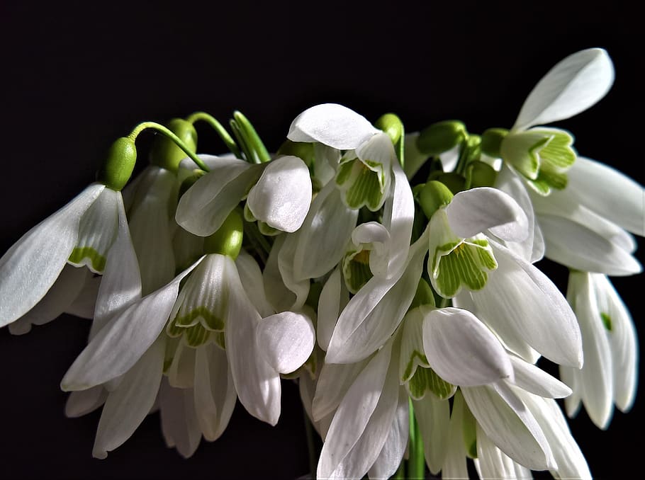 nature, seasons, snowdrops, first, spring, flower, flowering plant HD wallpaper