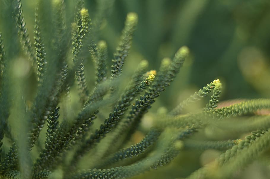 green, nature, growth, green color, plant, selective focus HD wallpaper