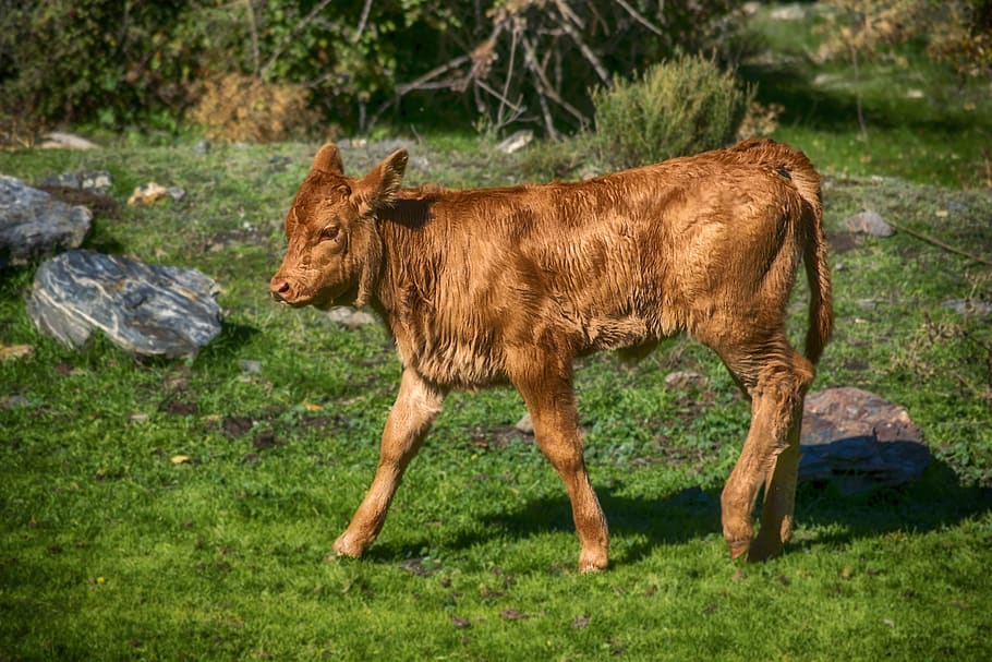 veal, field, animals, grass, prado, rural, cows, green, mammal HD wallpaper