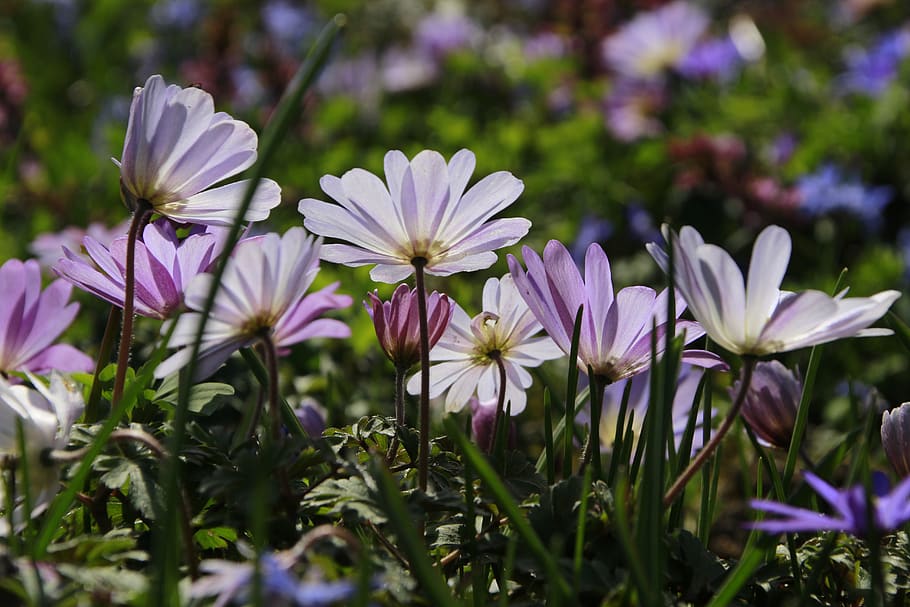 flower, spring, blossom, bloom, close up, meadow, flower meadow HD wallpaper