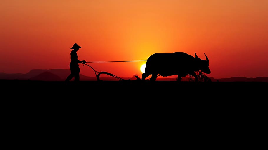 sunset, asia, labour, work, nature, sky, silhouette, buffalo, HD wallpaper