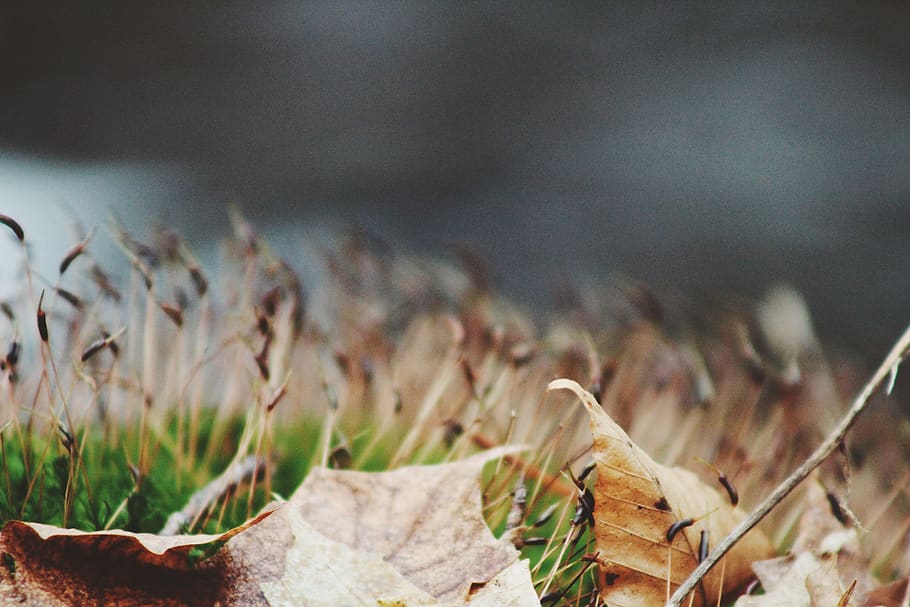 plant, nature, land, no people, close-up, growth, dry, day HD wallpaper