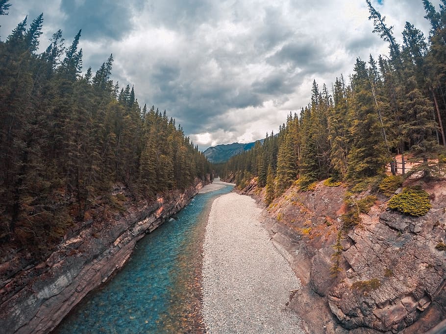 river between pine trees during daytime, fir, plant, abies, water HD wallpaper