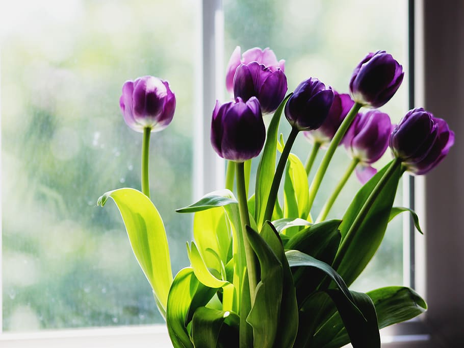 purple tulips beside window, flower, plant, flora, blossom, sunlight, HD wallpaper