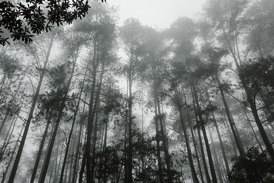 indonesia, forest, trees, bw, plant, low angle view, tranquility HD wallpaper