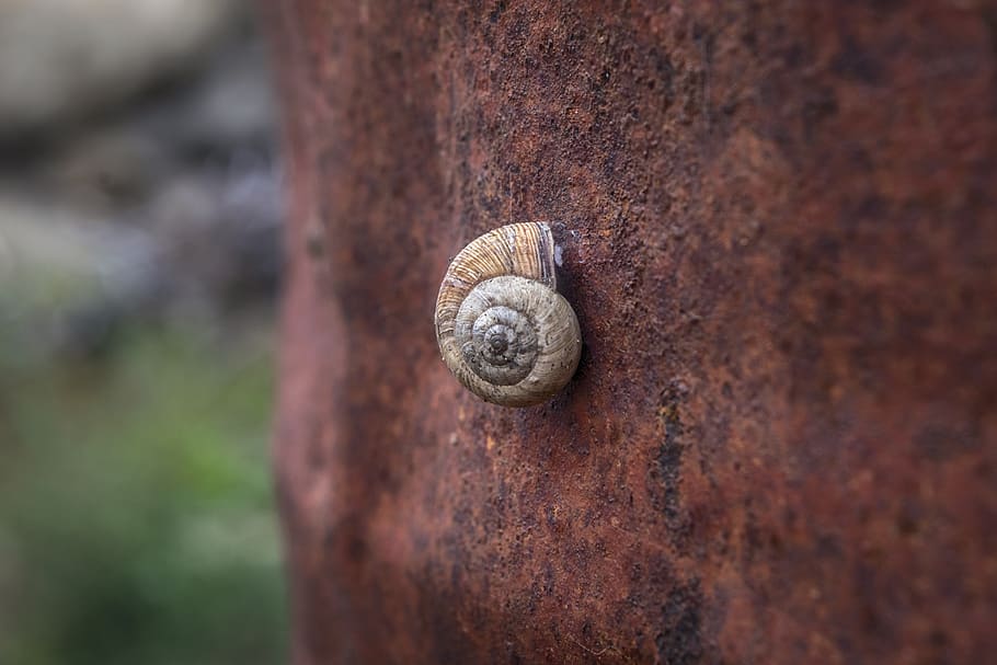 snail, shell, spiral, garden, mollusk, close-up, invertebrate HD wallpaper