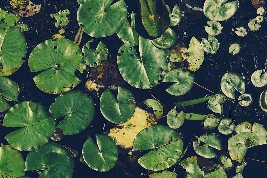leaf, plant part, green color, growth, nature, leaves, no people HD wallpaper