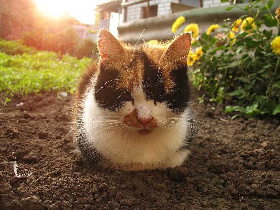 animal, cat, mammal, animal themes, domestic, pets, one animal HD wallpaper