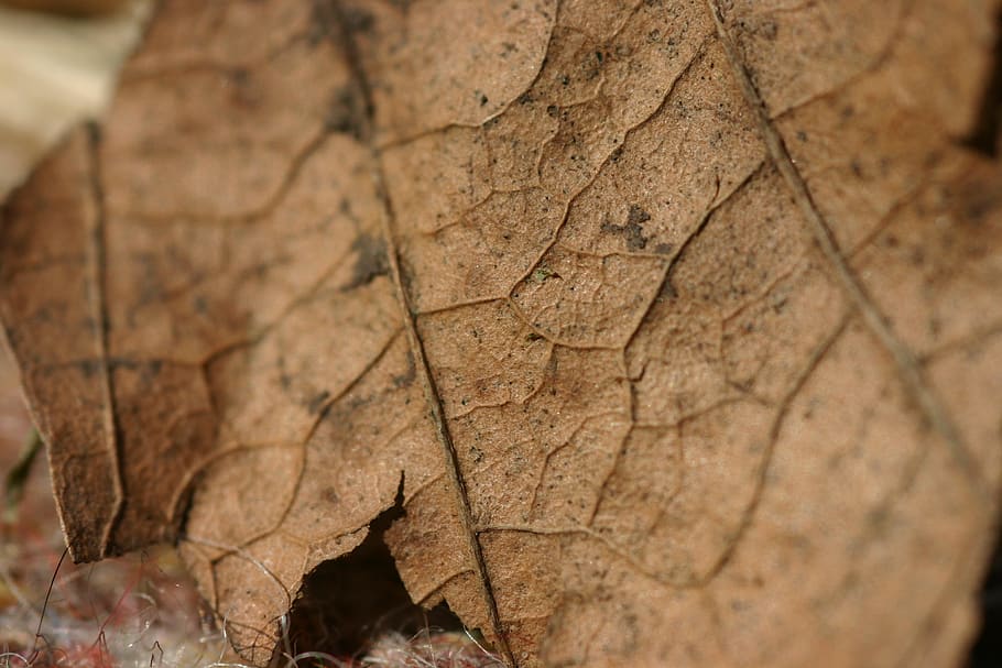 dry leaf, autumn, close-up, plant part, no people, selective focus HD wallpaper