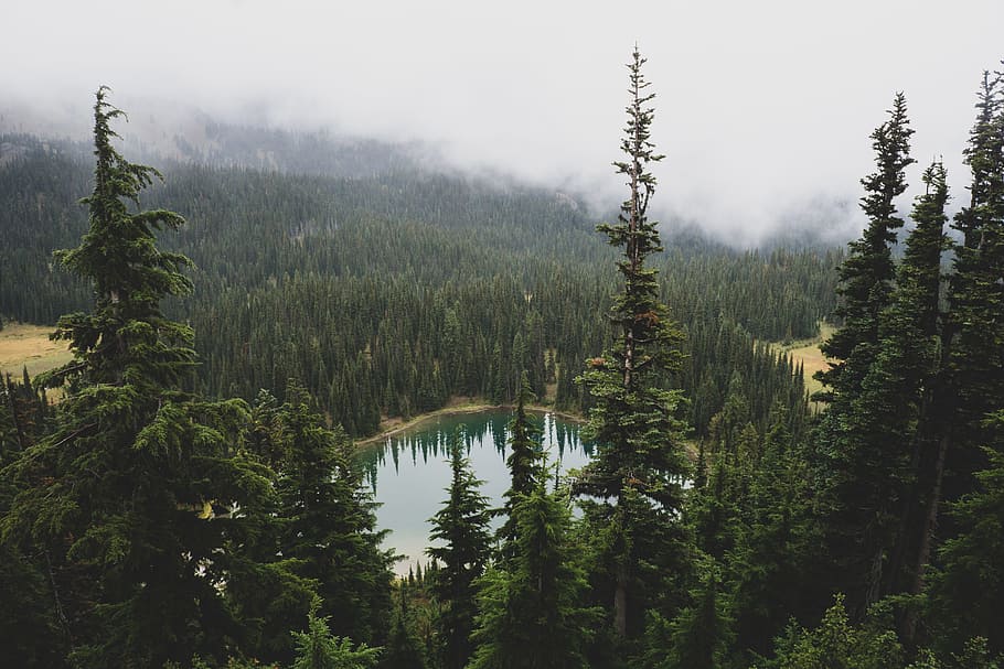 white fog over forest, pine, tree, lake, water, valley, reflection HD wallpaper