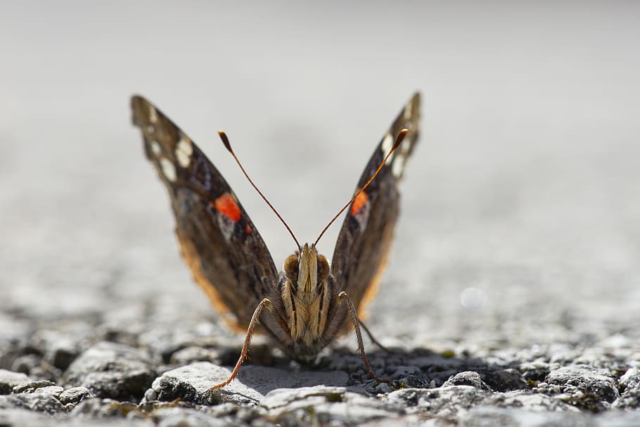 butterfly, macro, nature, insect, animal, wing, close up, tender HD wallpaper