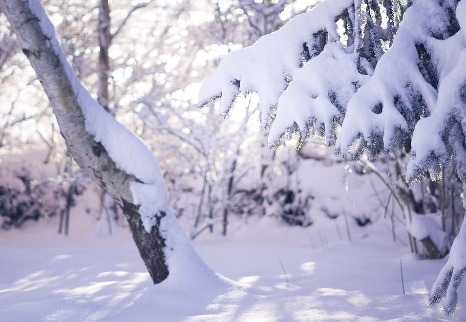 snow, winter, nature, cold, landscape, love, frost, wintry HD wallpaper