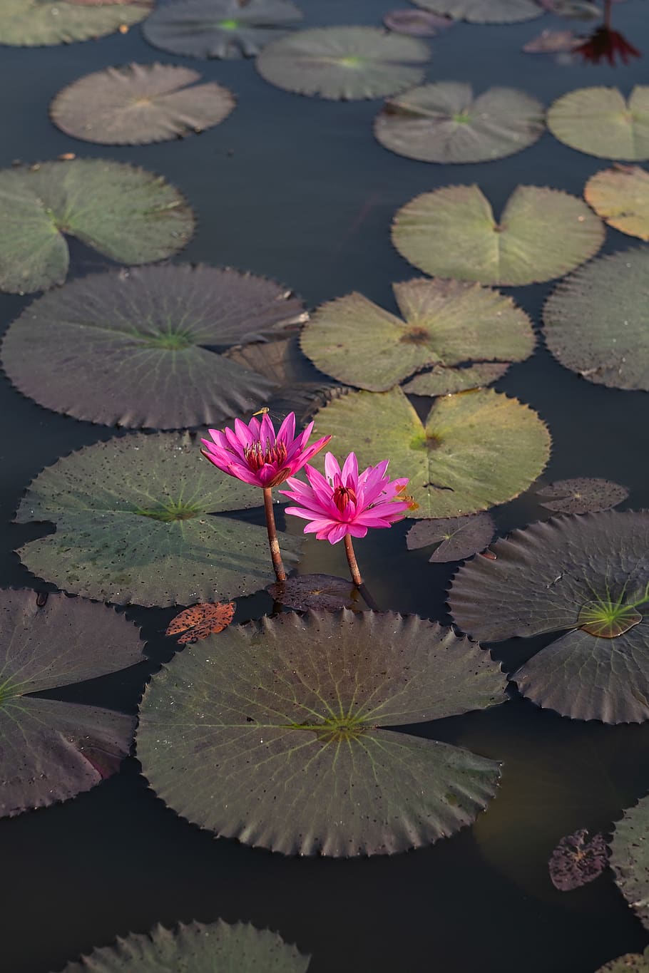 pink lotus, leaf, plant part, flower, flowering plant, beauty in nature HD wallpaper