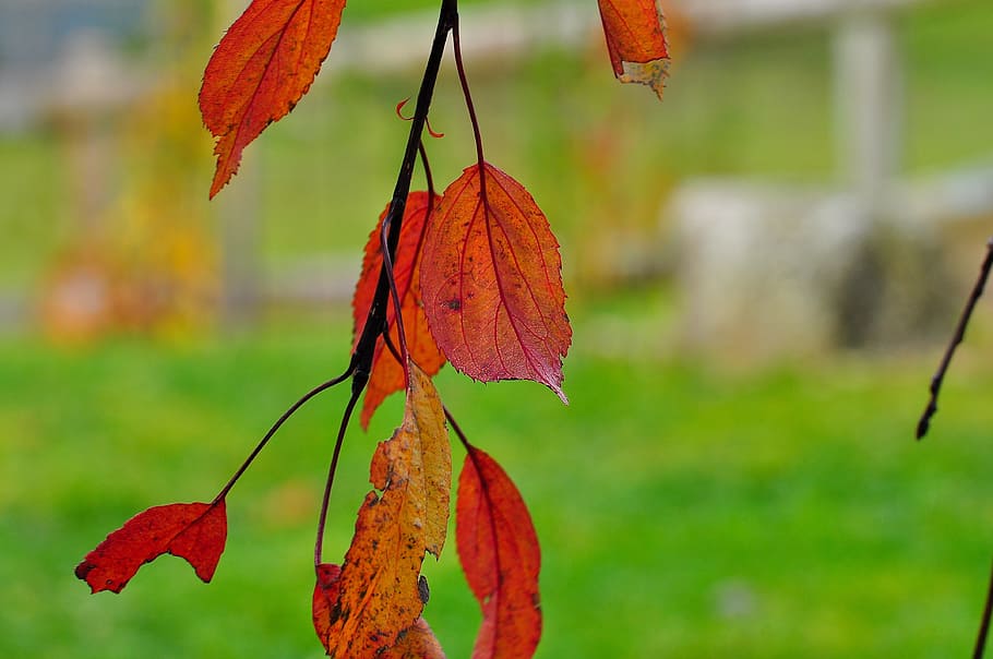 dry, leave, leaf, nature, season, autumn, fall, fallen, plant part HD wallpaper