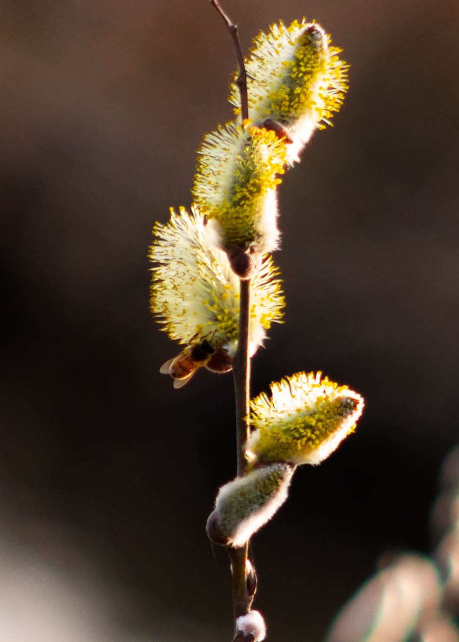 barka, willow flower, willow types, branch, branches, flowers HD wallpaper