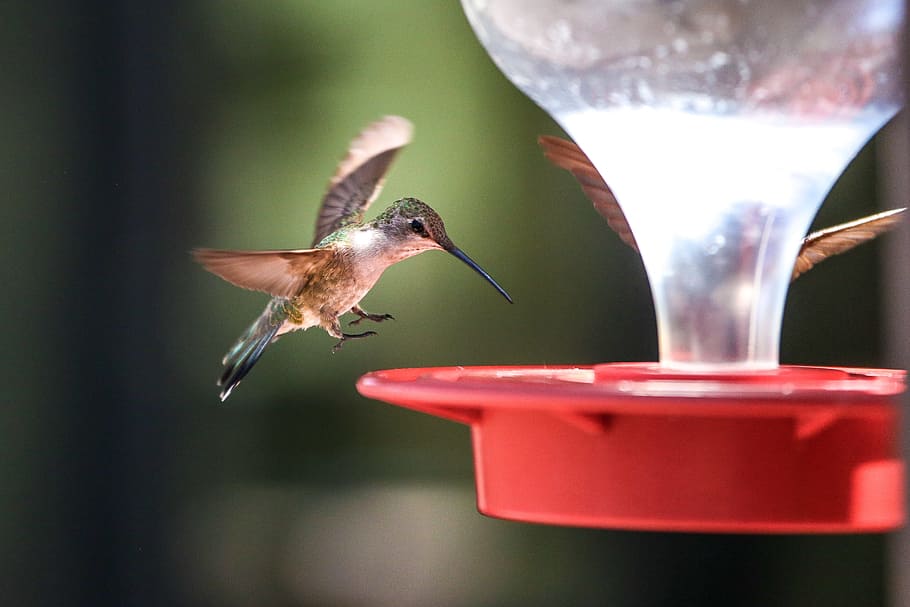 Red plastic hummingbird feeder with birds landing to feed., cute, HD wallpaper