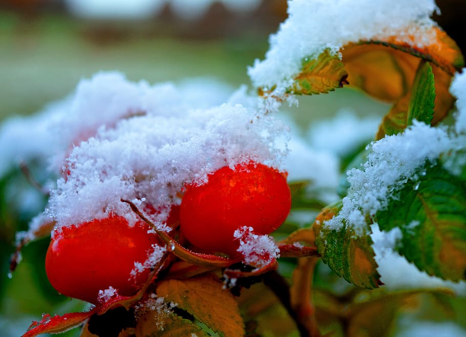 rose hip, snow, winter, cold, wintry, cold temperature, close-up HD wallpaper