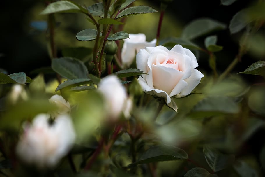 Selective Focus Photography of White Flower, 4k wallpaper, beautiful HD wallpaper