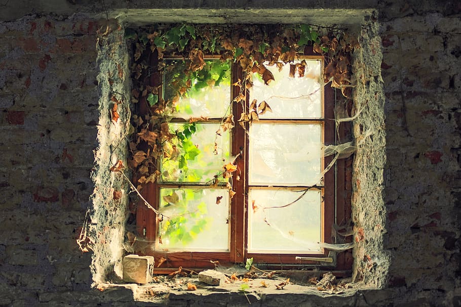 window, masonry, antique, old, ivy, ruin, abandoned, dilapidated HD wallpaper