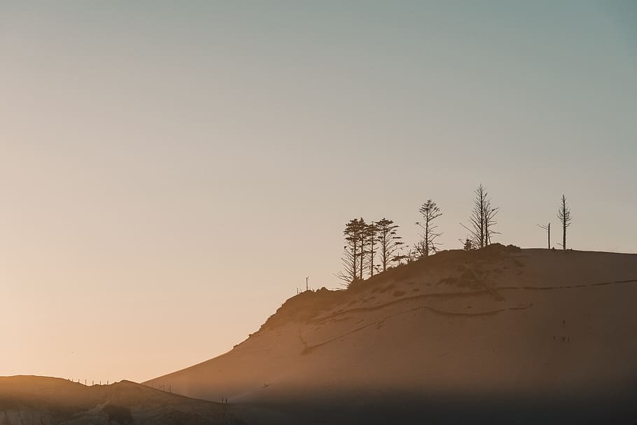silhouette of bare trees under clear sky, hill, sunlight, mountain HD wallpaper