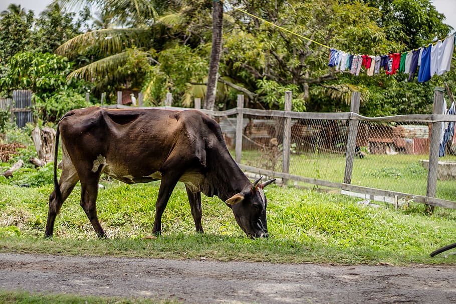 brown cow n grass, fence, fyrish, guyana, flora, plant, moss HD wallpaper