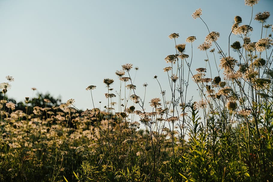 Tall Field Plant Growth Photo, Flowers, Sky, Backgrounds, Earth HD wallpaper