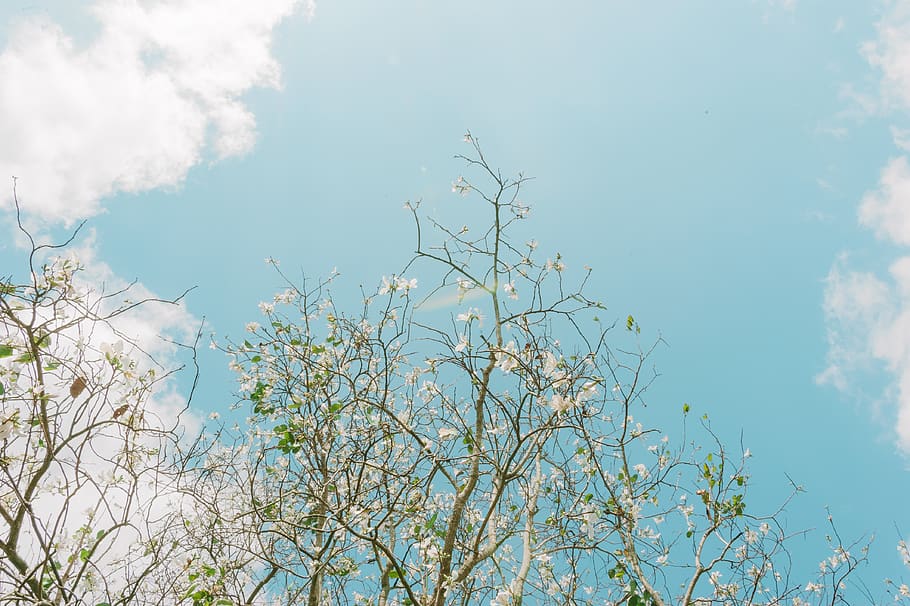 Green Trees Under Blue Sky, clouds, colors, daylight, environment HD wallpaper