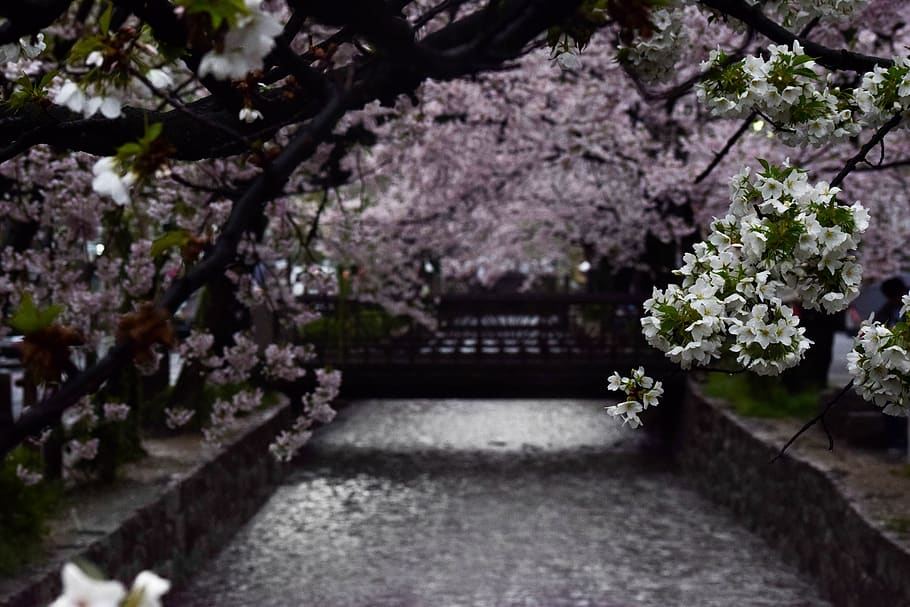 japan, kyoto, blossoms, cherry blossoms, trees, river, creek, HD wallpaper
