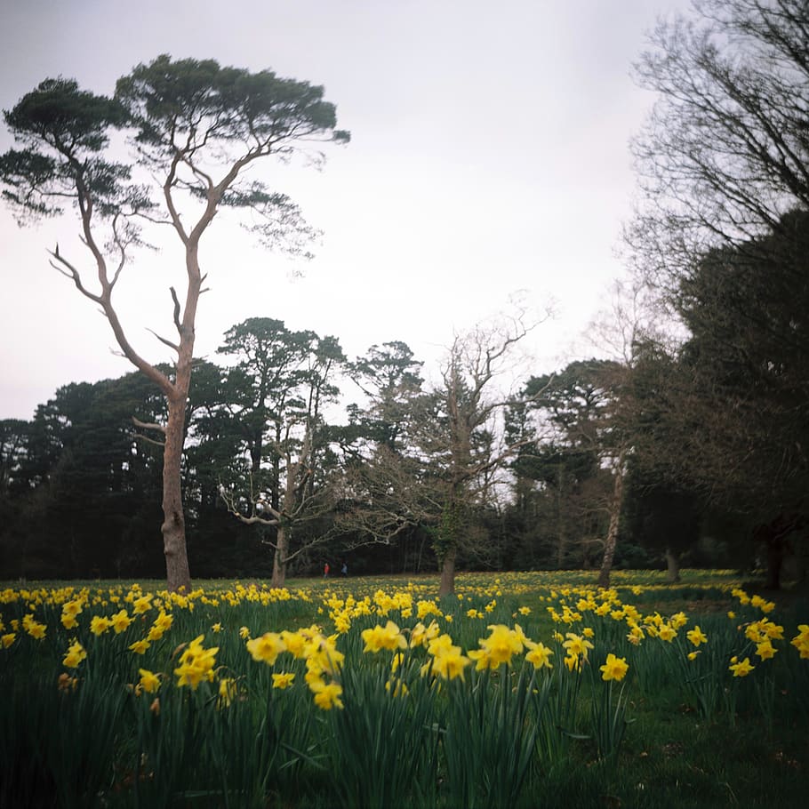 Daffodils, plant, yellow, flower, flowering plant, tree, growth HD wallpaper