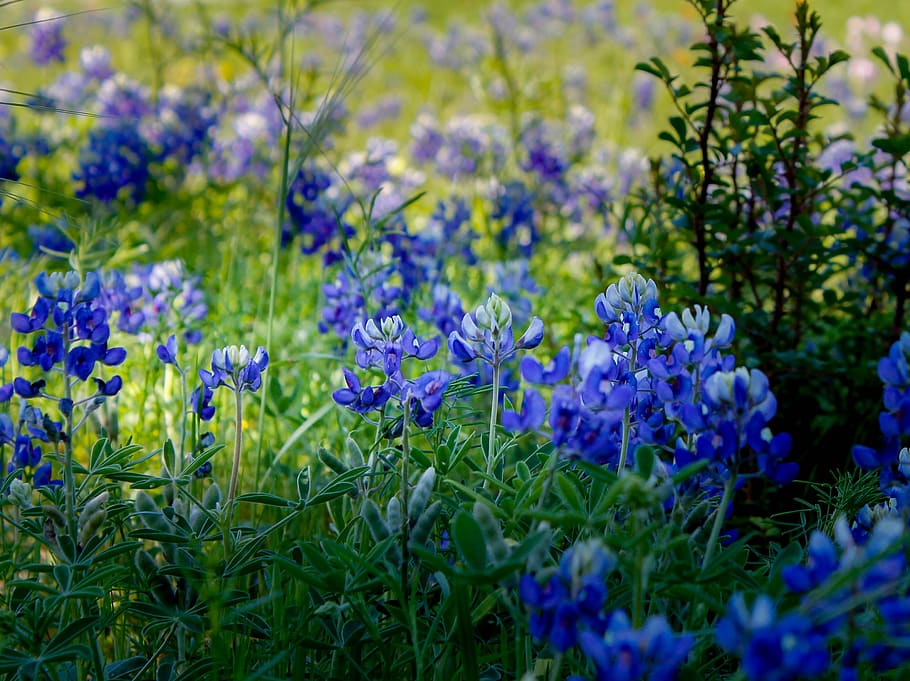 Bluebonnet 1080P, 2K, 4K, 5K HD wallpapers free download | Wallpaper Flare