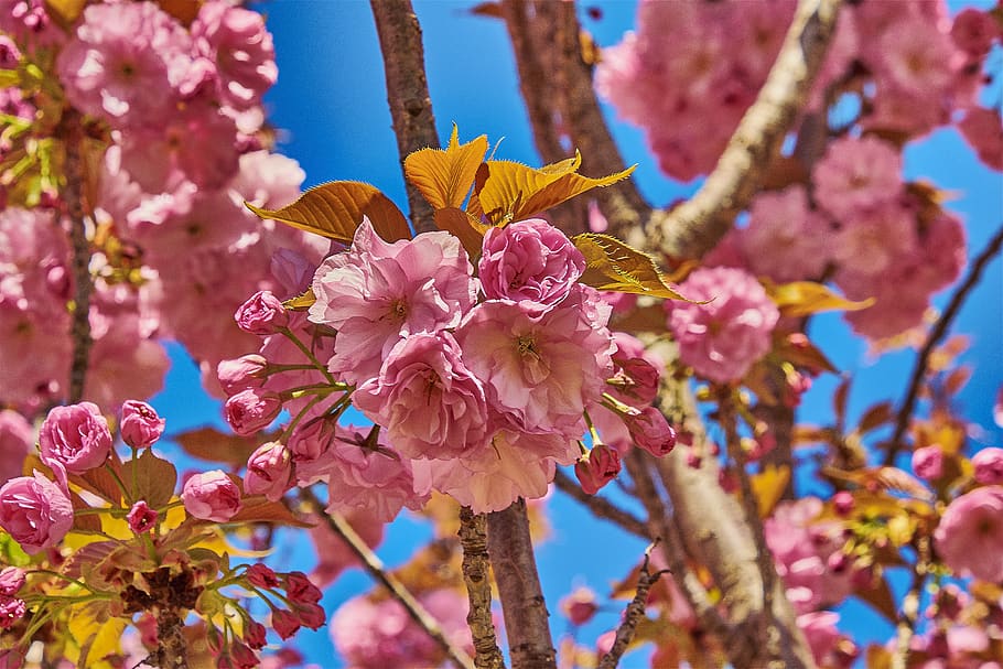 flower, cherry, tree, branch, flowering, plant, outbreak, colorful HD wallpaper