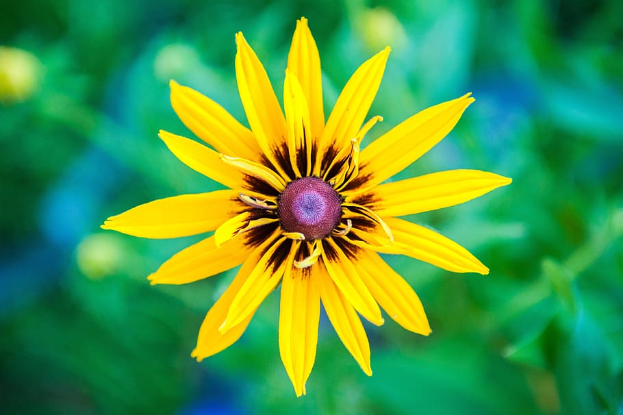 yellow, flower, macro, bloom, garden, nature, flowers, flora HD wallpaper