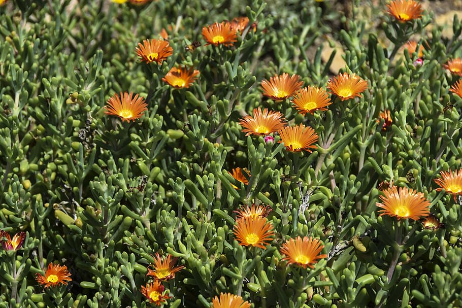 flower, texture, background, flowers, floral, orange, plant HD wallpaper