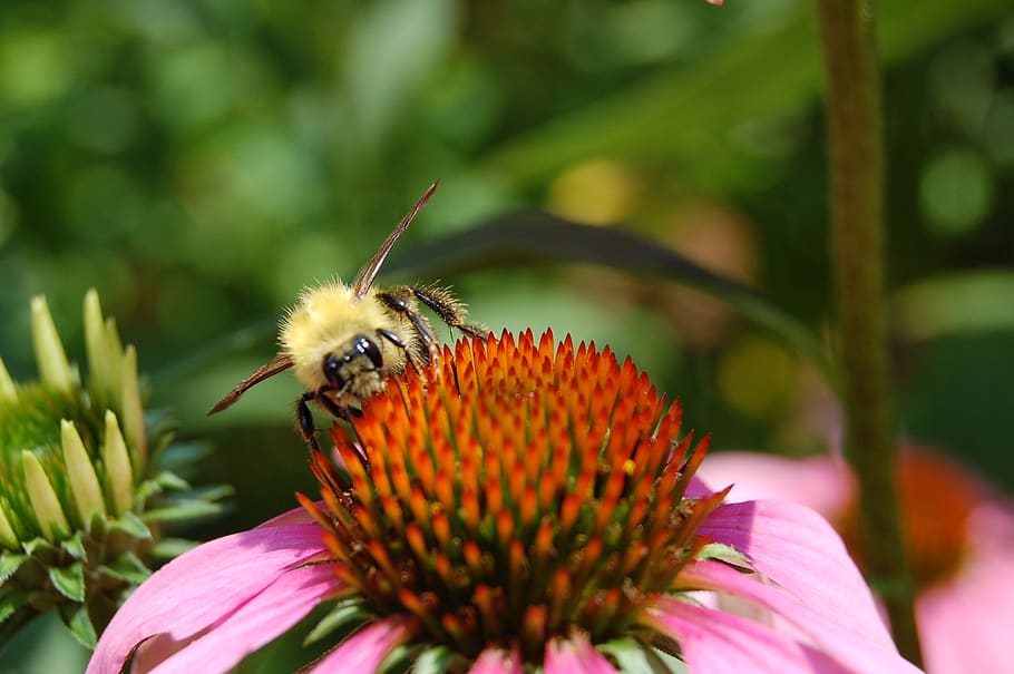 united states, lock haven, pa, flower, bee, nature, flowering plant HD wallpaper