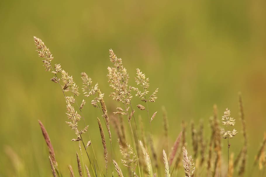 grass, meadow, green, grass seed, hay fever, agriculture, grasses HD wallpaper