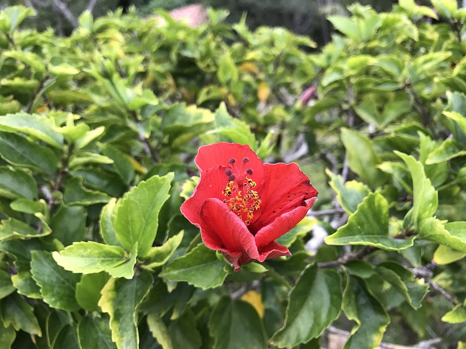 日本, nago, red flower, beauty in nature, plant, leaf, plant part HD wallpaper