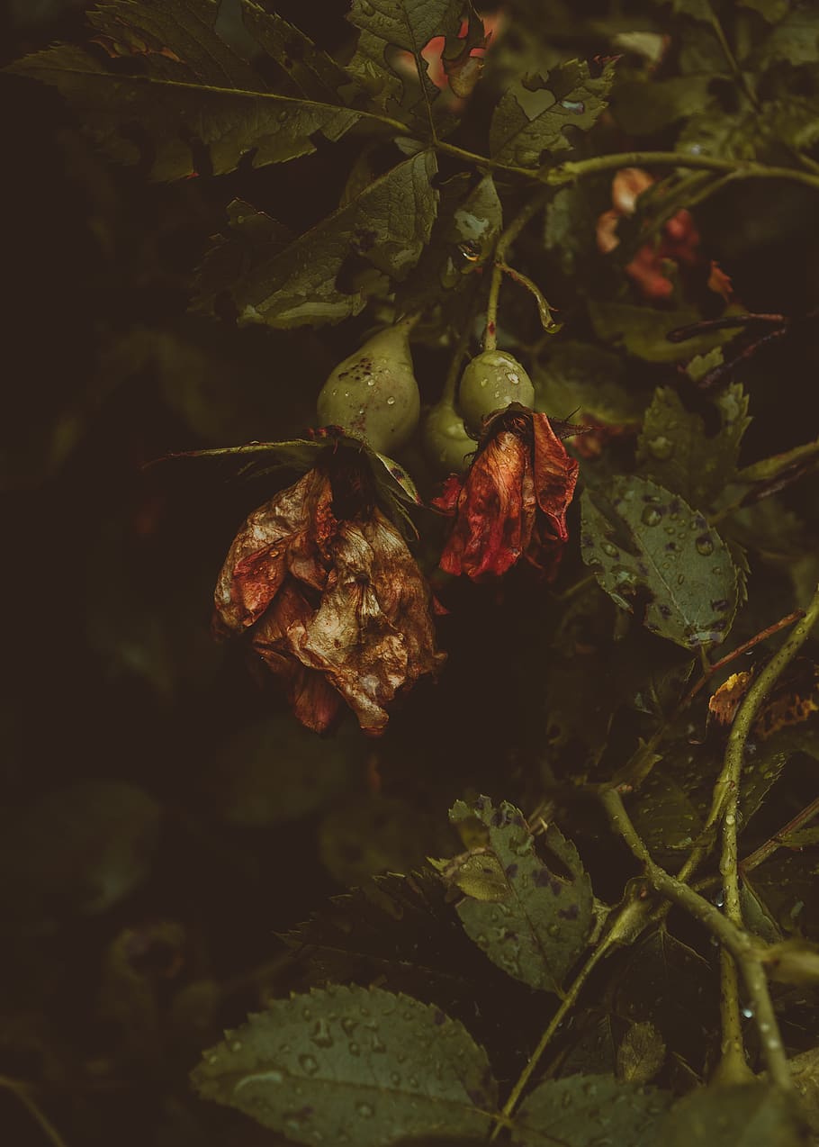 roses, withered, food and drink, plant, leaf, plant part, growth, HD wallpaper
