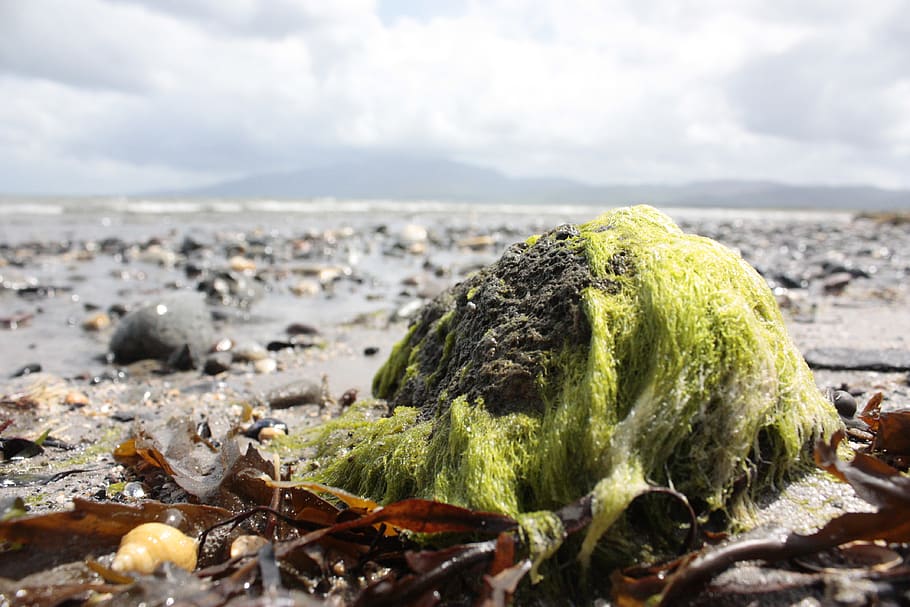 ireland, county clare, beach, seaweed, green, slime, shore, HD wallpaper